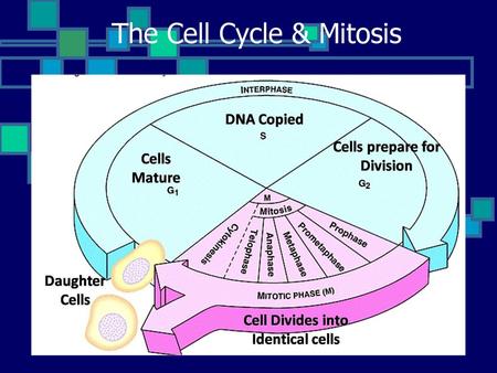 The Cell Cycle & Mitosis