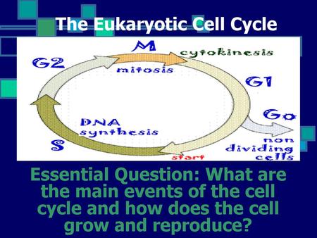 The Eukaryotic Cell Cycle