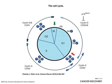 The cell cycle. The cell cycle. The four phases of the mitotic cell division cycle are indicated in the inner circle, including mitosis (M phase), the.