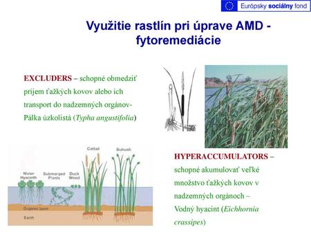 Využitie rastlín pri úprave AMD - fytoremediácie