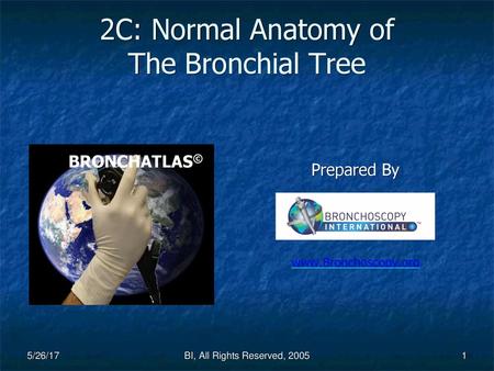 2C: Normal Anatomy of The Bronchial Tree