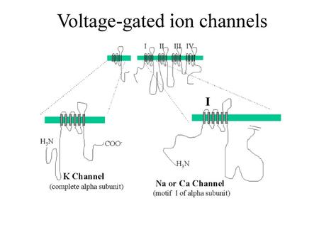 Voltage-gated ion channels