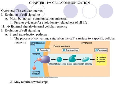 CHAPTER 11 CELL COMMUNICATION