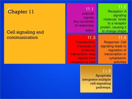 Cell signaling and communication