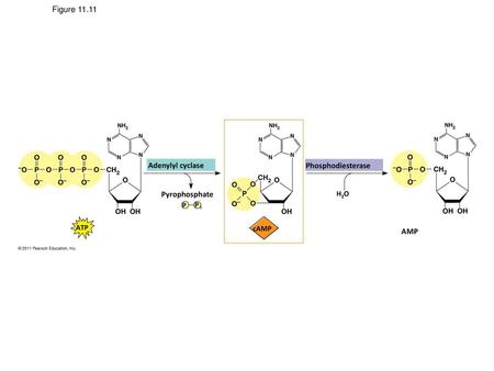 Figure Adenylyl cyclase Phosphodiesterase Pyrophosphate AMP