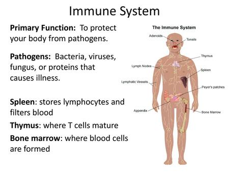 Immune System Primary Function: To protect your body from pathogens.