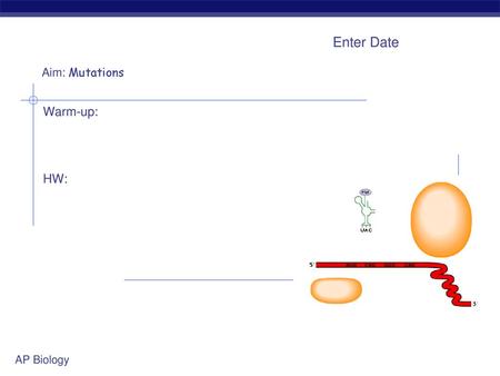 Aim: Mutations Enter Date Warm-up: HW:.