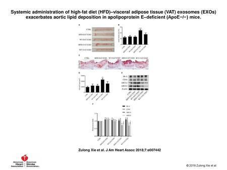 Systemic administration of high‐fat diet (HFD)–visceral adipose tissue (VAT) exosomes (EXOs) exacerbates aortic lipid deposition in apolipoprotein E–deficient.