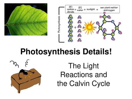 Photosynthesis Details!