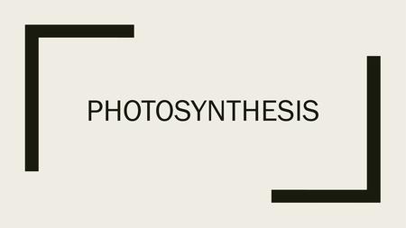 Photosynthesis.