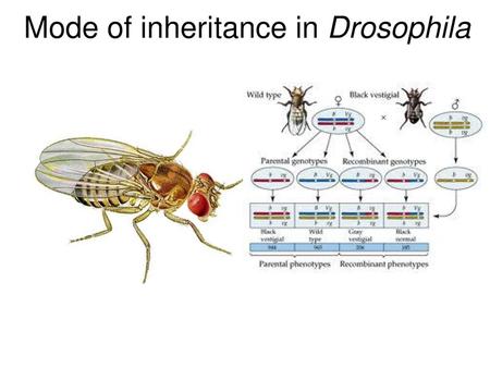 Mode of inheritance in Drosophila