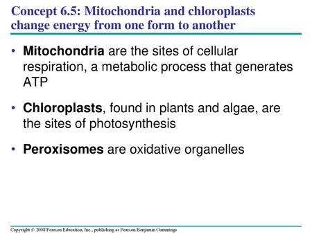 Peroxisomes are oxidative organelles