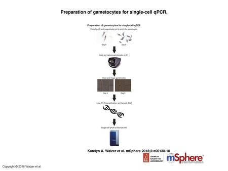 Preparation of gametocytes for single-cell qPCR.