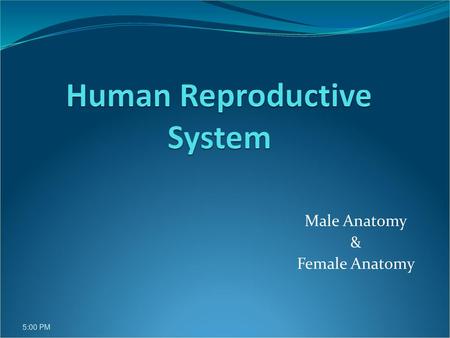 Human Reproductive System