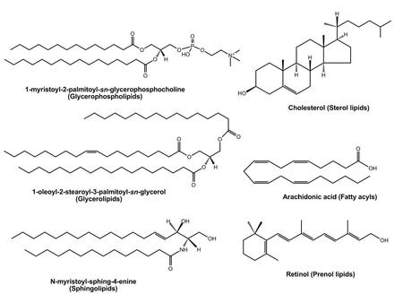 Chemical structure of the saccharolipid lipid A as found in E. Coli