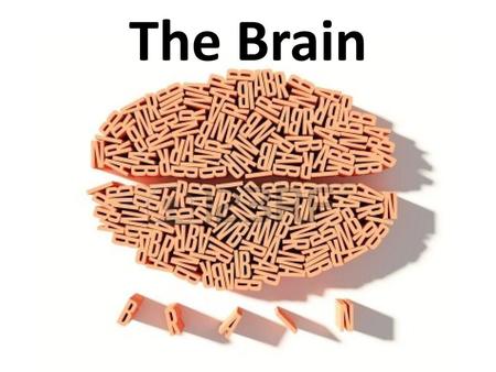 The Brain.