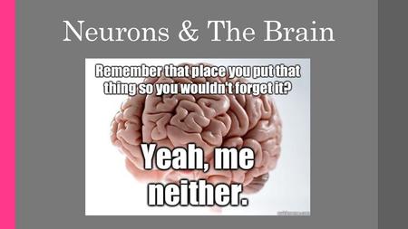 Neurons & The Brain.