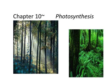 Chapter 10~ Photosynthesis