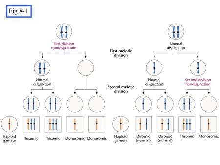 Nondisjunction during the first and second meiotic divisions