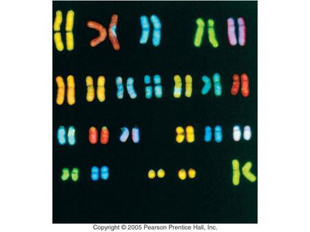 Figure: 7.CO Title: Human Karyotype Caption: