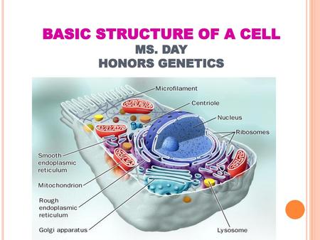 BASIC STRUCTURE OF A CELL MS. DAY HONORS GENETICS