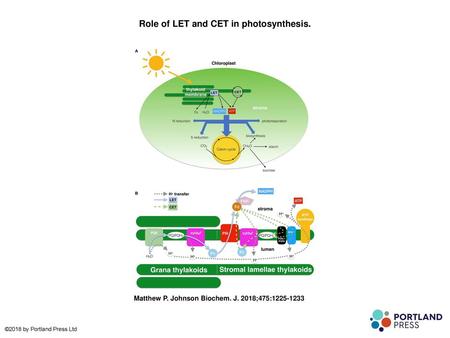 Role of LET and CET in photosynthesis.