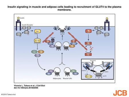 Insulin signaling in muscle and adipose cells leading to recruitment of GLUT4 to the plasma membrane. Insulin signaling in muscle and adipose cells leading.