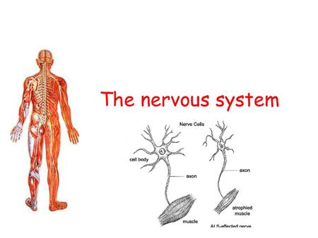 The nervous system.