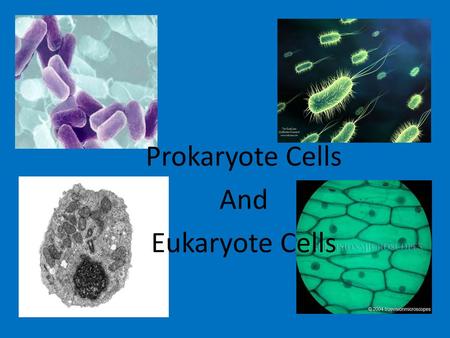 Prokaryote Cells And Eukaryote Cells