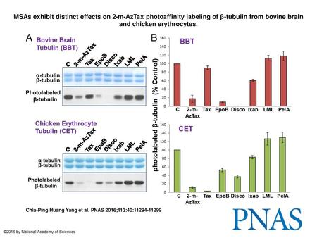 MSAs exhibit distinct effects on 2-m-AzTax photoaffinity labeling of β-tubulin from bovine brain and chicken erythrocytes. MSAs exhibit distinct effects.