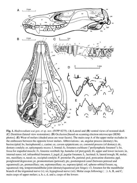 Fig. 1. Hadrocodium wui gen. et sp. nov. (IVPP 8275)