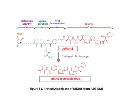 Figure S1. Proteolytic release of MMAE from ASG-5ME