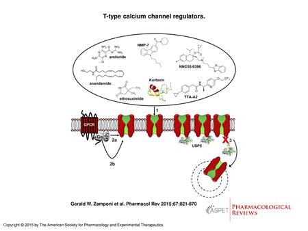 T-type calcium channel regulators.