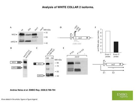 Analysis of WHITE COLLAR 2 isoforms.