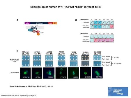 Expression of human MYTH GPCR “baits” in yeast cells