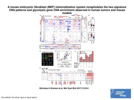 A mouse embryonic fibroblast (MEF) immortalization system recapitulates the two‐signature CNA patterns and glycolysis gene CNA enrichment observed in human.