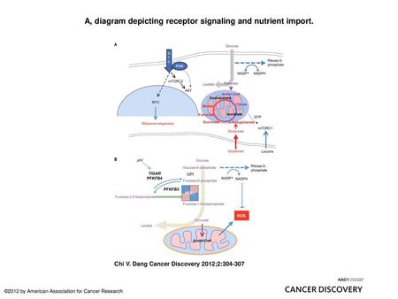 A, diagram depicting receptor signaling and nutrient import.