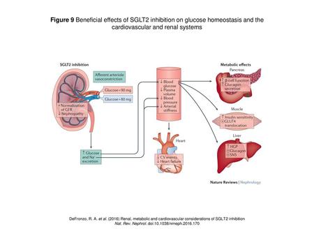 cardiovascular and renal systems