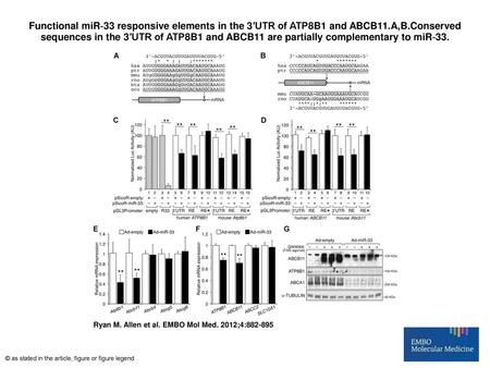 Functional miR‐33 responsive elements in the 3′UTR of ATP8B1 and ABCB11.A,B.Conserved sequences in the 3′UTR of ATP8B1 and ABCB11 are partially complementary.