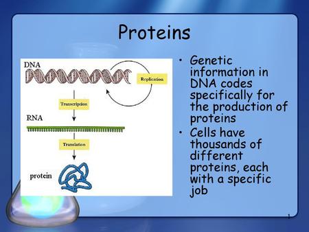 Proteins Genetic information in DNA codes specifically for the production of proteins Cells have thousands of different proteins, each with a specific.