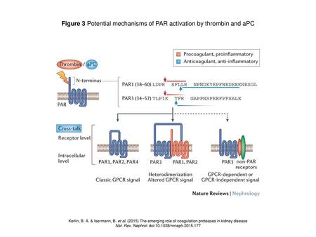 Figure 3 Potential mechanisms of PAR activation by thrombin and aPC