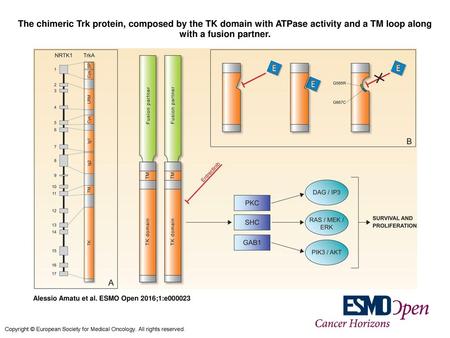 The chimeric Trk protein, composed by the TK domain with ATPase activity and a TM loop along with a fusion partner. The chimeric Trk protein, composed.