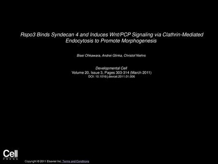 Rspo3 Binds Syndecan 4 and Induces Wnt/PCP Signaling via Clathrin-Mediated Endocytosis to Promote Morphogenesis  Bisei Ohkawara, Andrei Glinka, Christof.