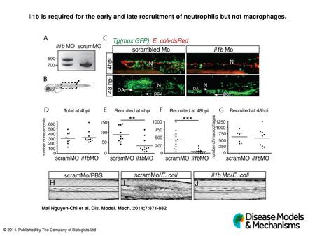 Il1b is required for the early and late recruitment of neutrophils but not macrophages. Il1b is required for the early and late recruitment of neutrophils.