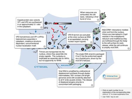 When resources are exhausted, the cell lyses, releasing a final burst of virus. Capsid protein size variants VP1 and VP2 are synthesized in an approximately.