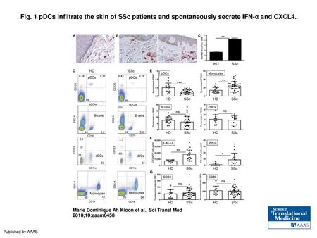 Fig. 1 pDCs infiltrate the skin of SSc patients and spontaneously secrete IFN-α and CXCL4. pDCs infiltrate the skin of SSc patients and spontaneously secrete.