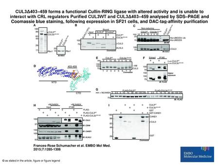 CUL3Δ403–459 forms a functional Cullin‐RING ligase with altered activity and is unable to interact with CRL regulators Purified CUL3WT and CUL3Δ403–459.