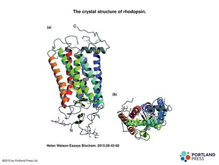 The crystal structure of rhodopsin.