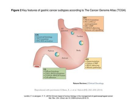 Figure 2 Key features of gastric cancer subtypes according to The Cancer Genome Atlas (TCGA) Figure 2 | Key features of gastric cancer subtypes according.