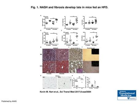 Fig. 1. NASH and fibrosis develop late in mice fed an HFD.